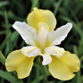 کره زنبق Iris Butter